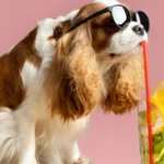 cooling products for dogs