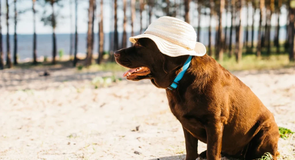 Best Cooling Products for Dogs During UK Heatwaves cooling products for dogs during uk heatwaves