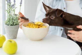 dog food for sensitive stomach