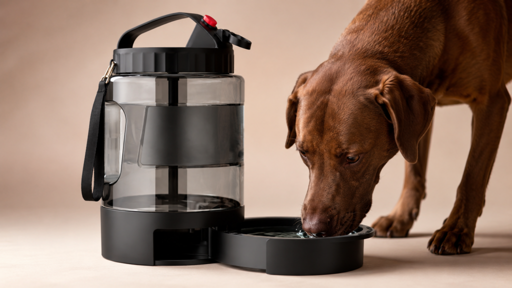 dog drinking from water dispenser bowl