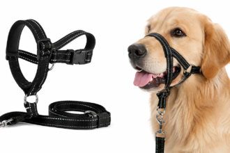 dog harness and leash in use