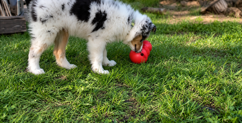 fluffy puppy playing with red toy kong wobbler