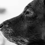 healthy homemade complete balanced dog food recipes