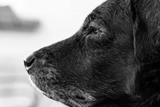 healthy homemade complete balanced dog food recipes