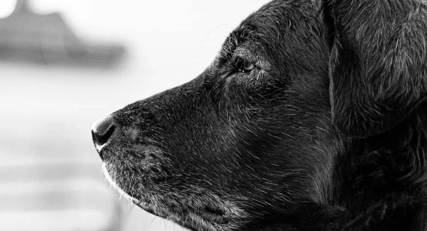 healthy homemade complete balanced dog food recipes