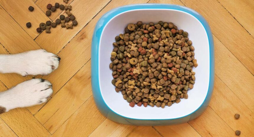 high protein dog food