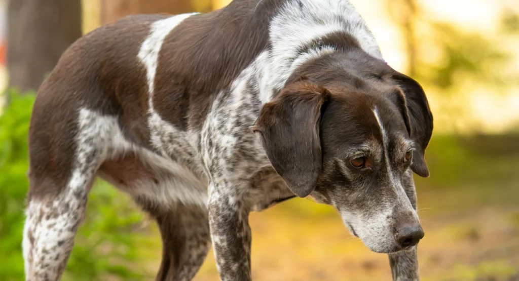 homemade recipes for senior dogs