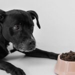 how to switch dog food safely