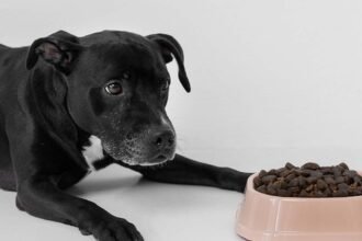how to switch dog food safely