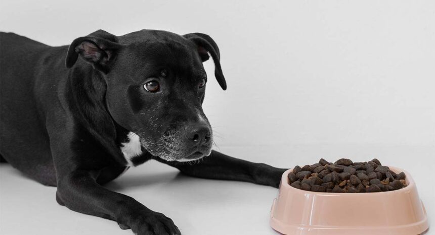 how to switch dog food safely