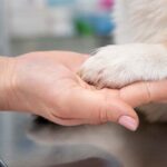 Dog food recalled over possible salmonella contamination