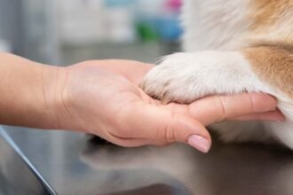 Dog food recalled over possible salmonella contamination