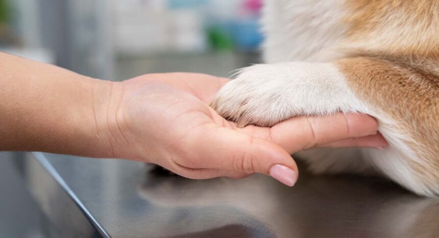 Dog food recalled over possible salmonella contamination