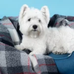 orthopedic dog beds