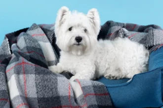 orthopedic dog beds