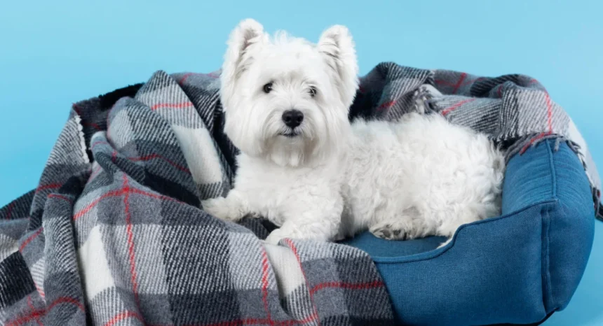 orthopedic dog beds
