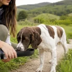 portable dog water bottles and travel bowls