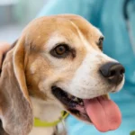probiotics for dogs