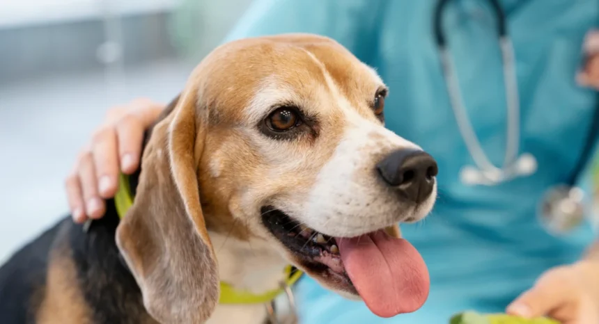 probiotics for dogs
