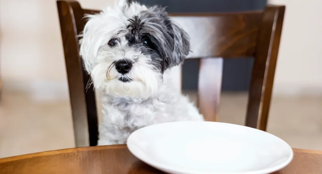 Best Puppy Food for Sensitive Stomachs UK 2026 top puppy food for sensitive stomachs