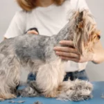 what happens if you skip a dog grooming