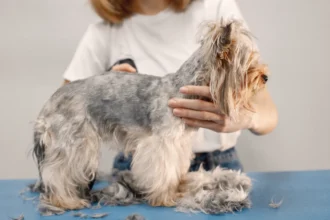 what happens if you skip a dog grooming