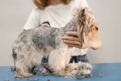 what happens if you skip a dog grooming
