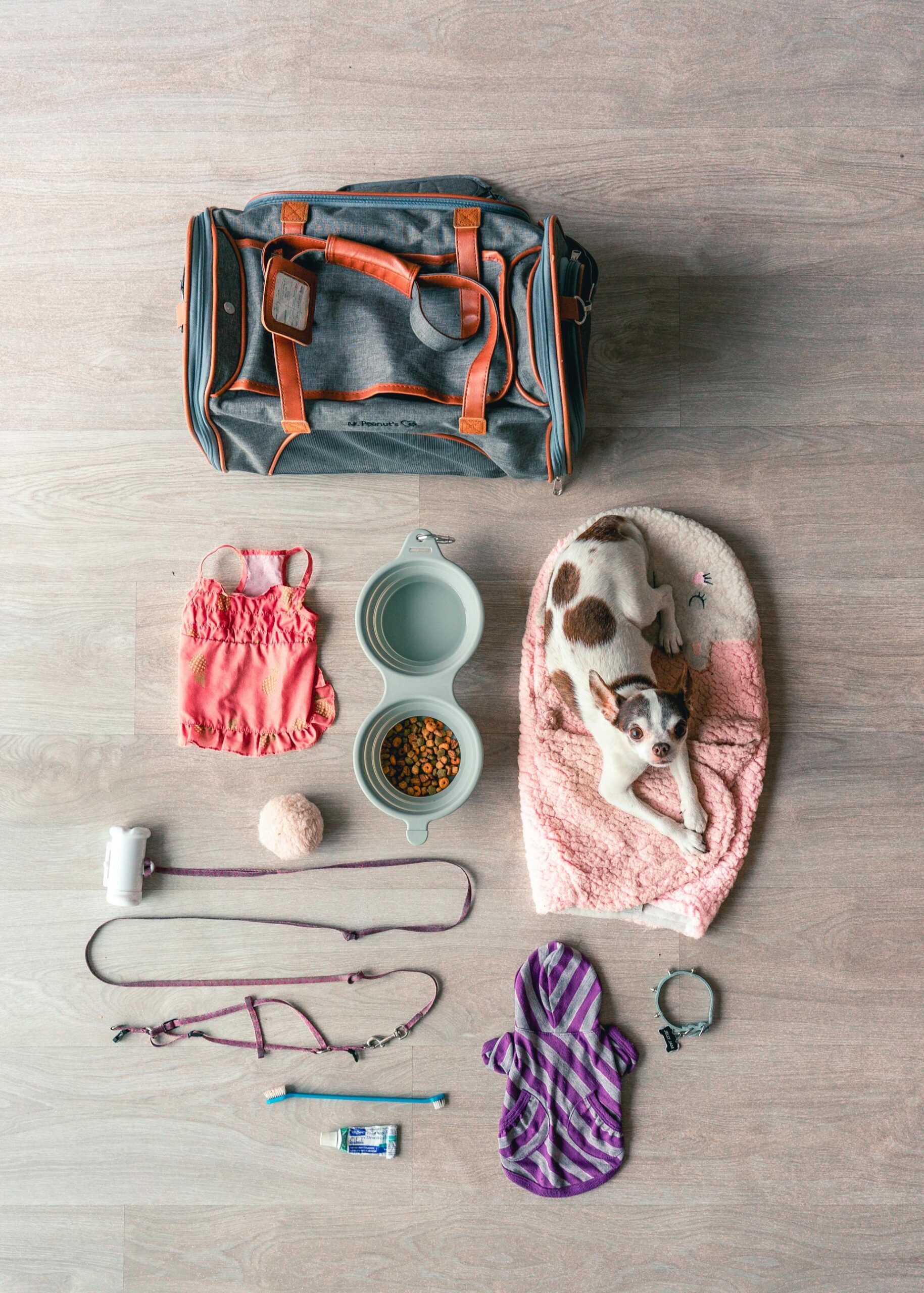 Flat lay of dog travel essentials including food bowls, collar and pet accessories for UK dog owners