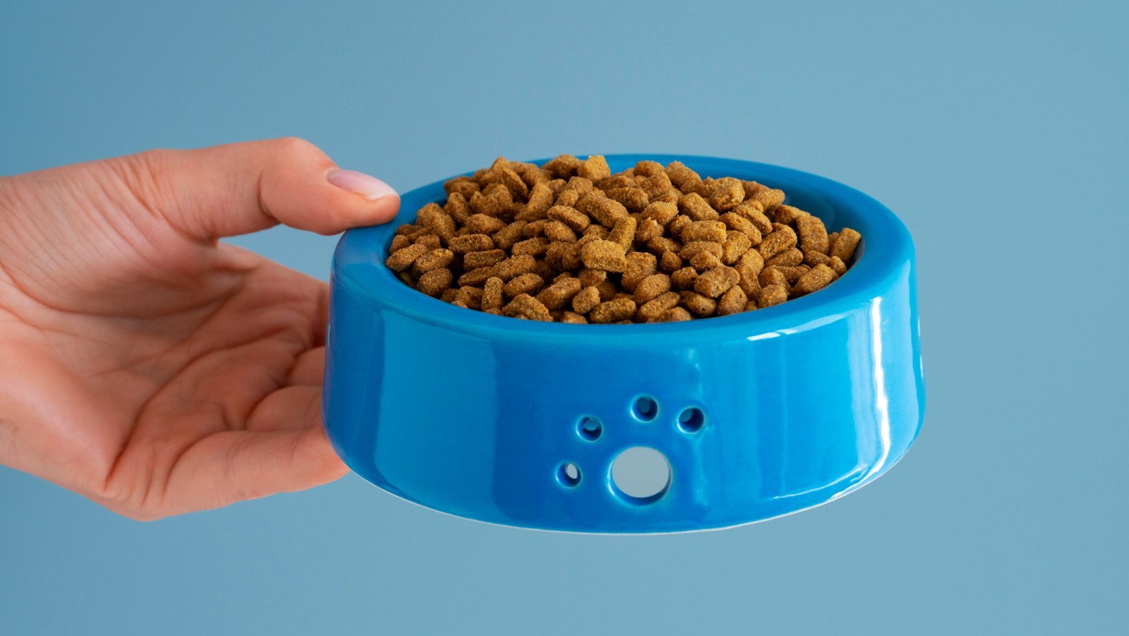 close up pet accessories