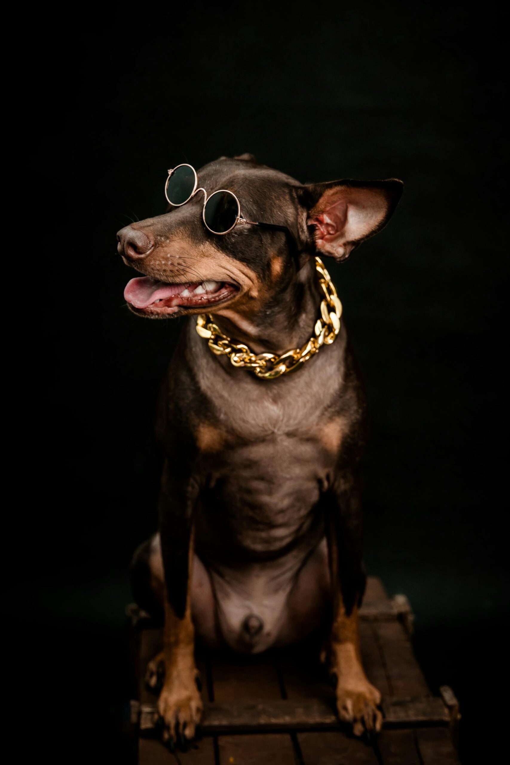 Stylish dog wearing sunglasses and chain collar — cool pet gadgets and accessories for dogs online UK