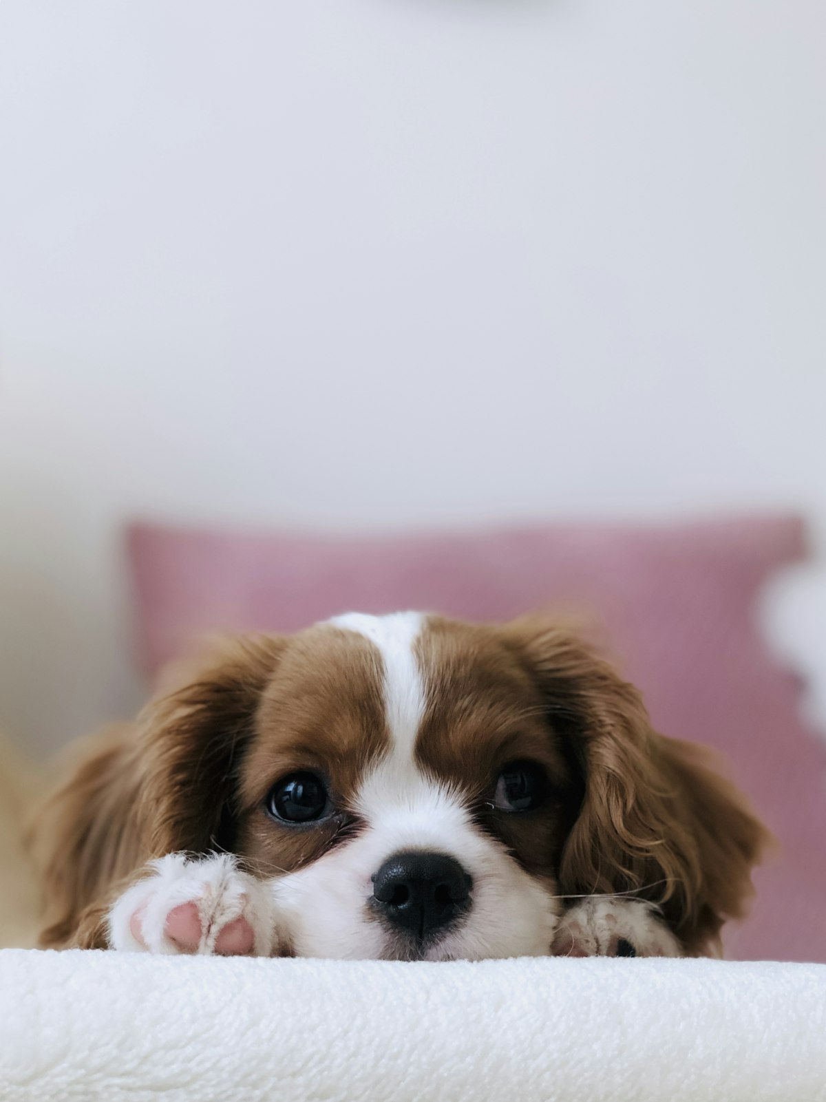 Probiotics for Dogs: Natural Options for Gut and Skin Health (UK Guide) Dog owner giving probiotic supplement to their dog after a course of antibiotics