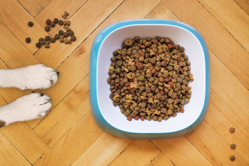 Golden retriever eating healthy grain-free dog food from a bowl at home