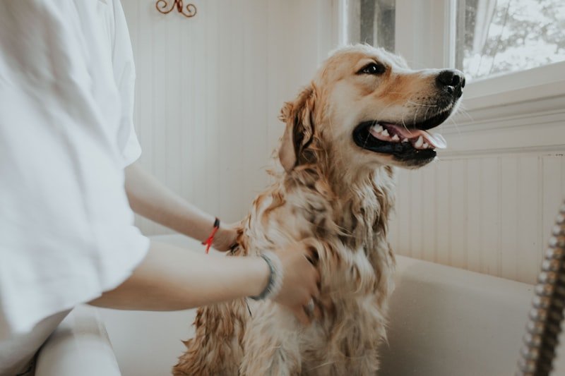 Dog being groomed with a brush to prevent hot spots