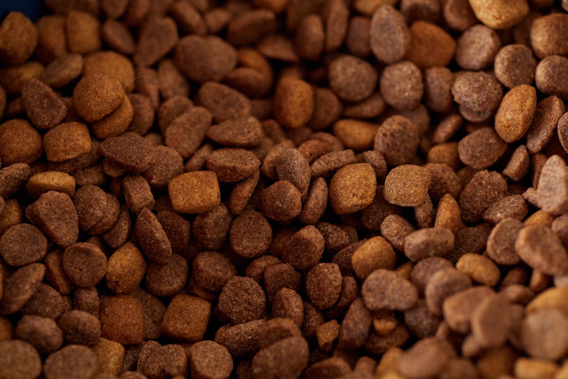 Best Dog Food UK 2026: Complete Guide to Choosing the Right Food for Your Dog Close-up of brown dry dog food kibble in various shapes and sizes