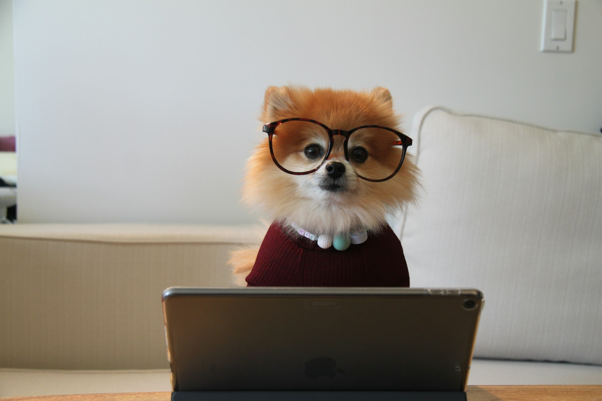 Pomeranian dog using iPad on desk — smart pet technology gadgets for dogs in the UK