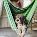 featured coconut oil dog.jpg