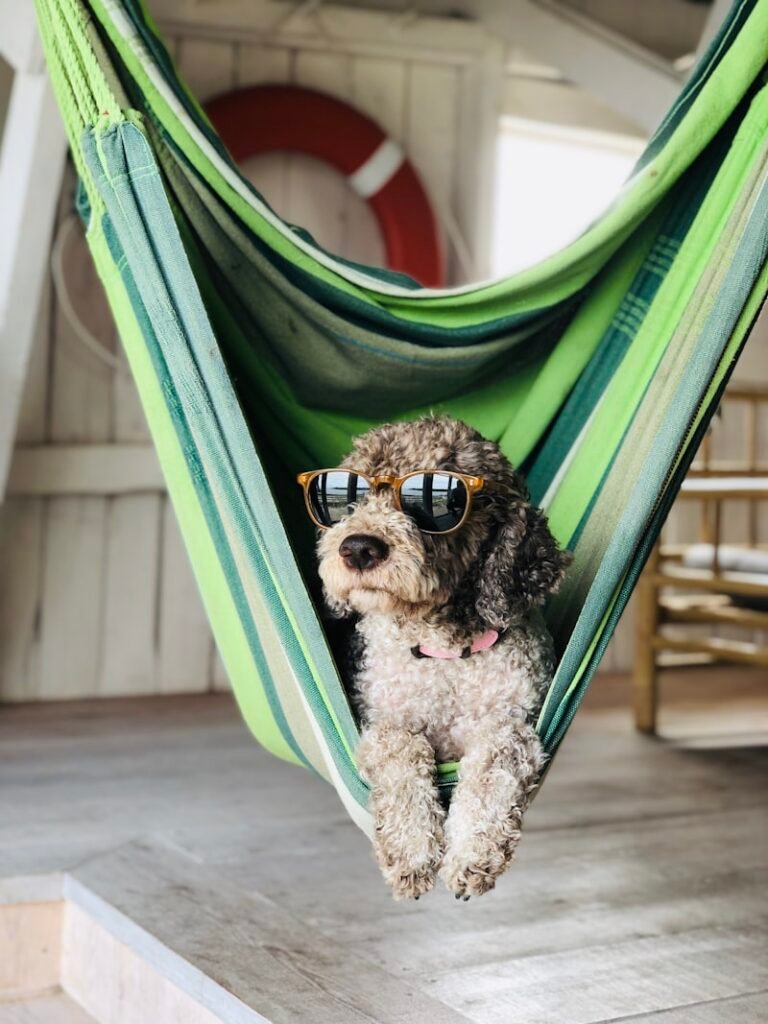 featured coconut oil dog.jpg