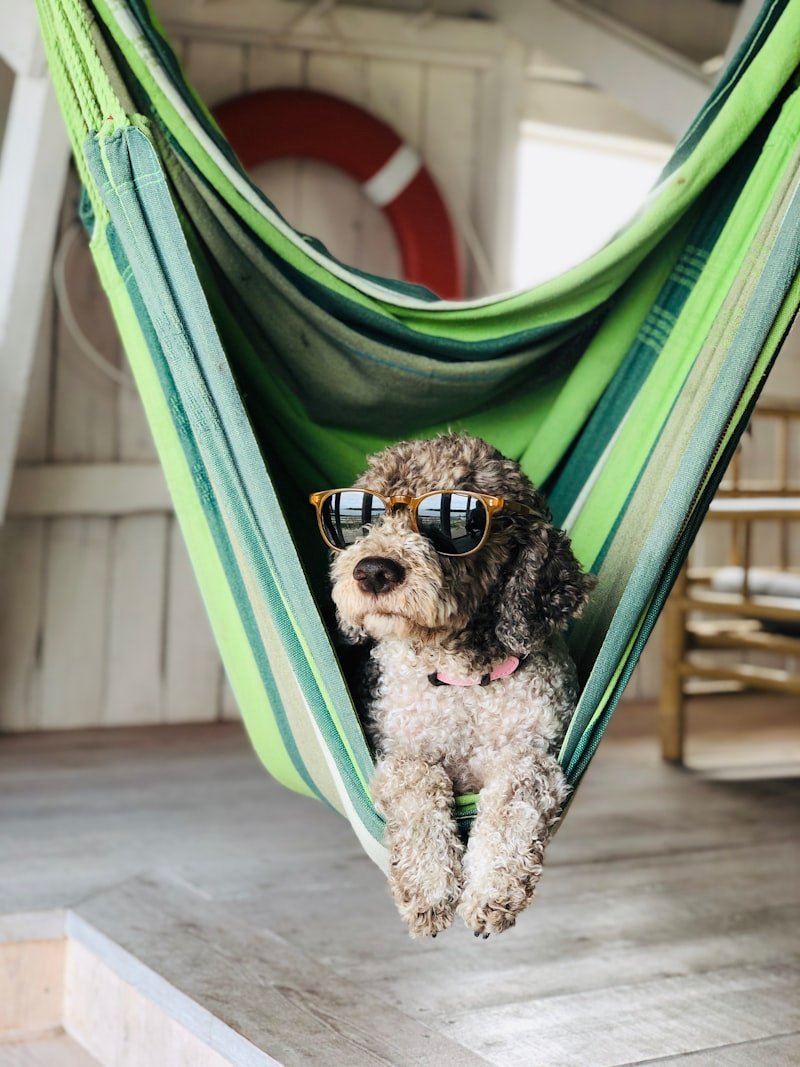 featured coconut oil dog.jpg