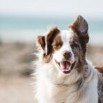 featured dog dandruff v2.jpg