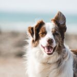 featured dog food allergy.jpg