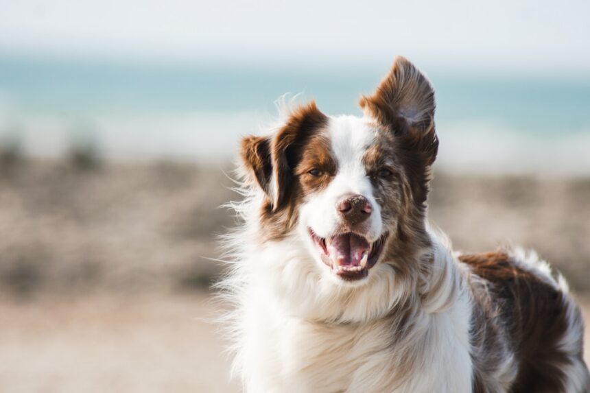 featured dog food allergy.jpg