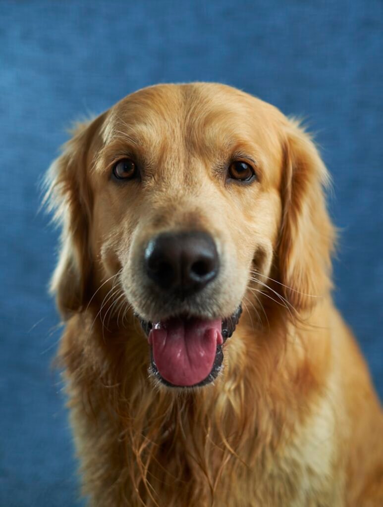 featured dog grass allergy.jpg