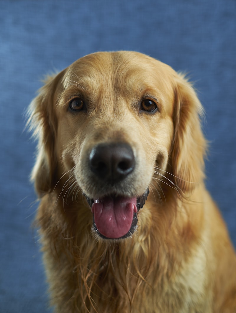 featured dog grass allergy.jpg