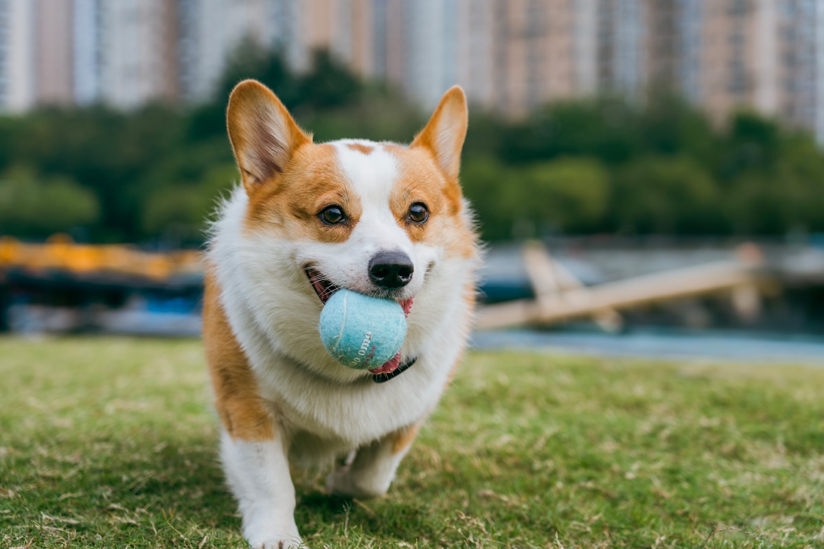 Happy healthy corgi playing with a ball in the park on a budget diet