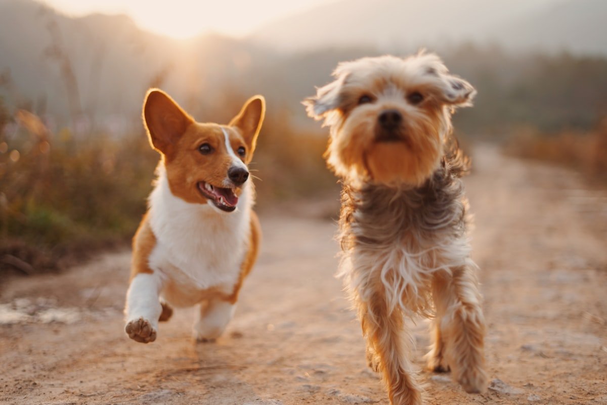 Yeast Infection in Dogs: Symptoms, Diet Support and Treatment Options UK Happy healthy dog outdoors in sunshine