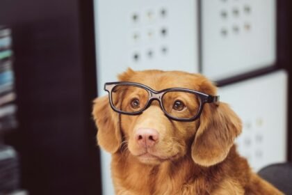 happy puppy portrait