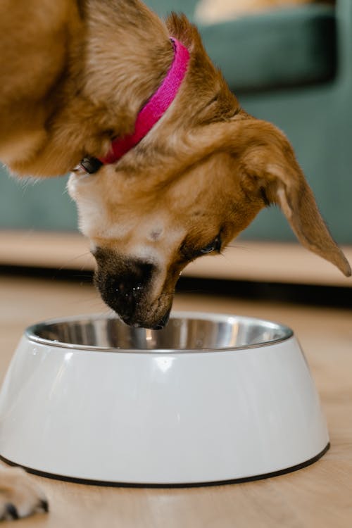 Best Dog Food UK 2026: Complete Guide to Choosing the Right Food for Your Dog Cute dog wearing a pink collar enjoying meal in a stainless steel pet bowl indoors