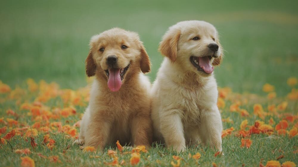 Best Dog Food UK 2026 image
