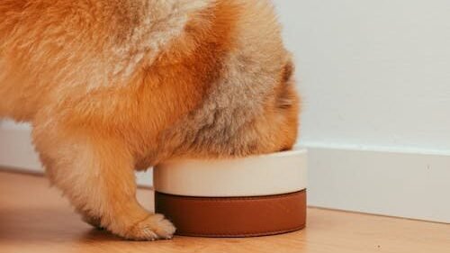 Best Dog Food UK 2026 image