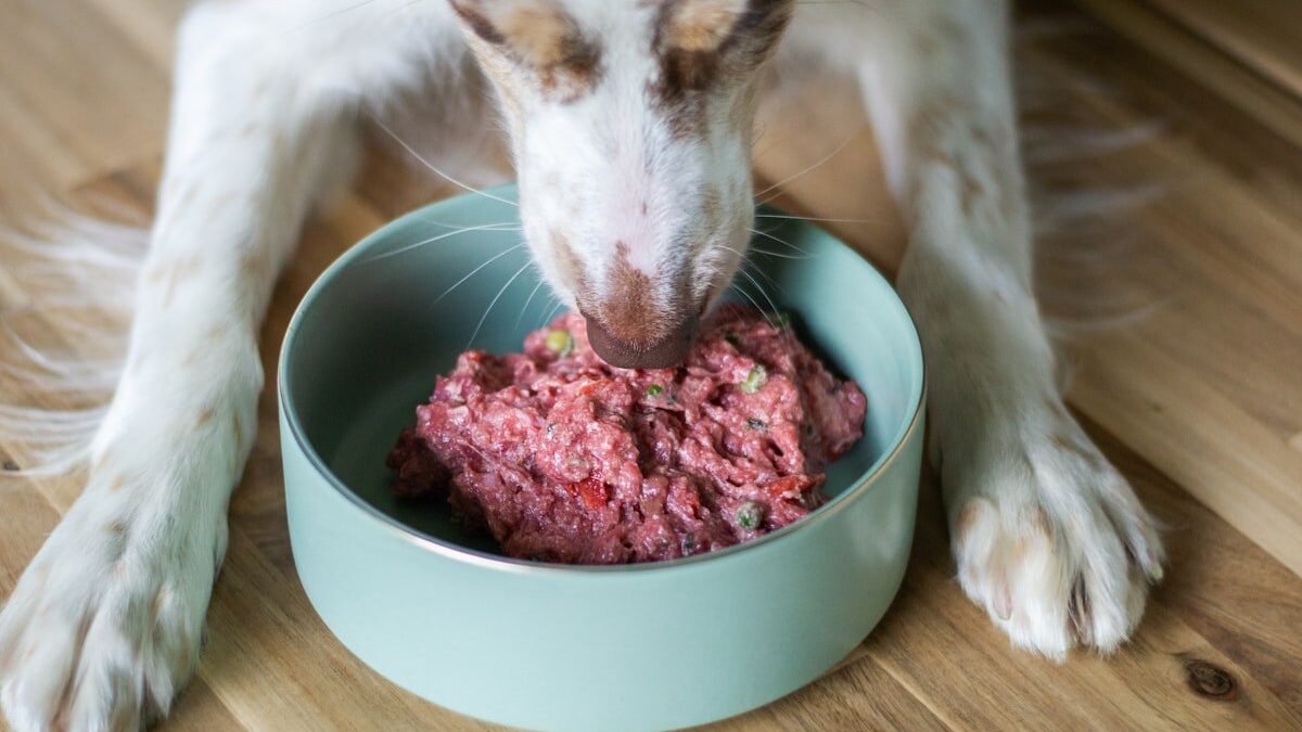 Best Dog Food UK 2026 image